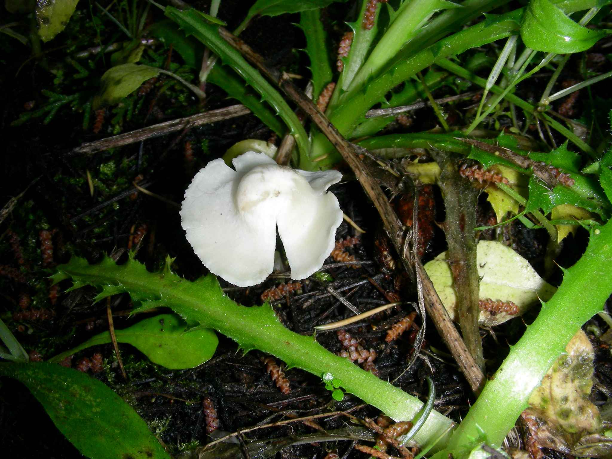 1634 Aprile vecchio ritrovamento